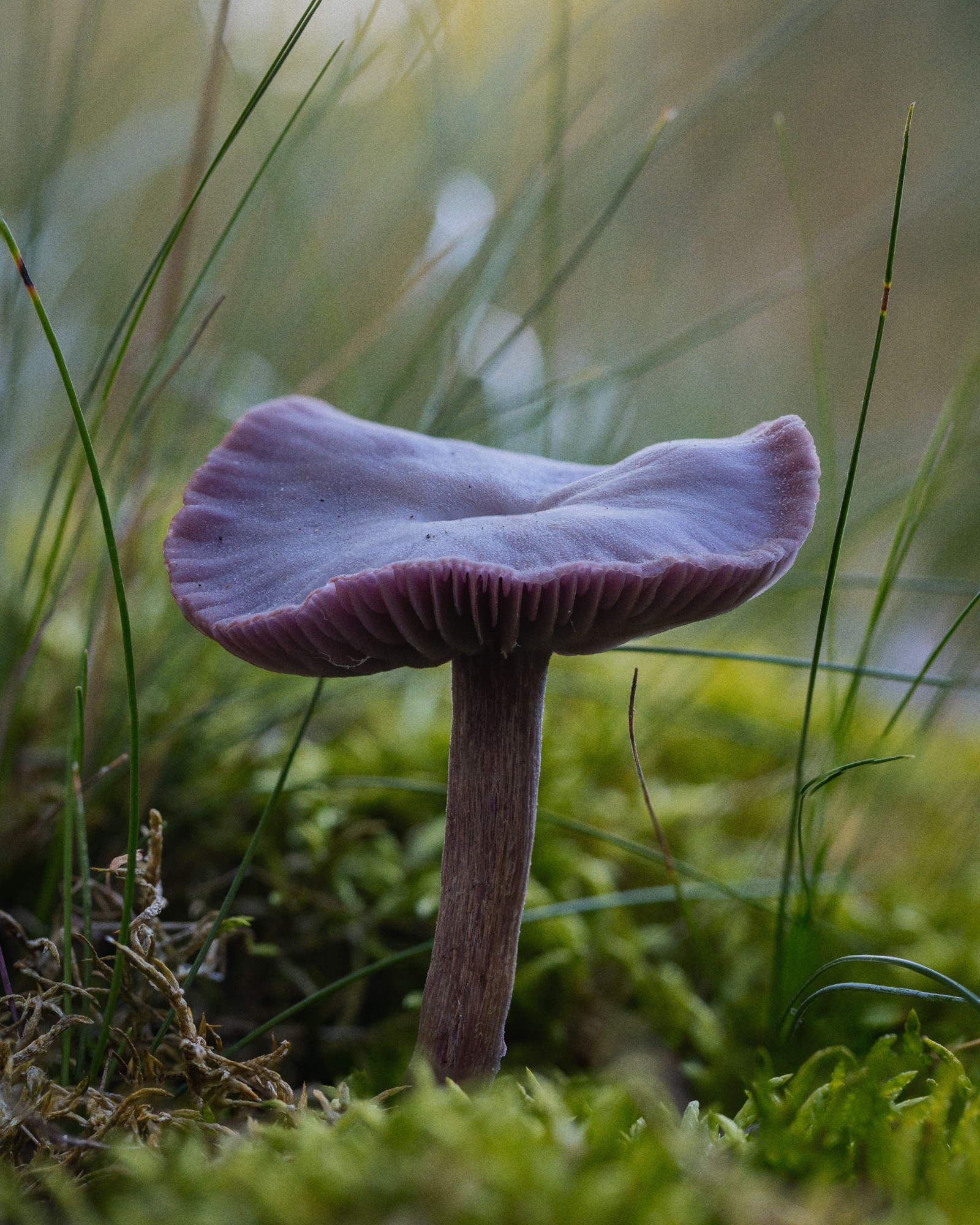 Laccaria amethystina