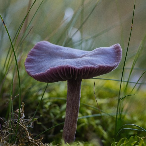 Laccaria amethystina