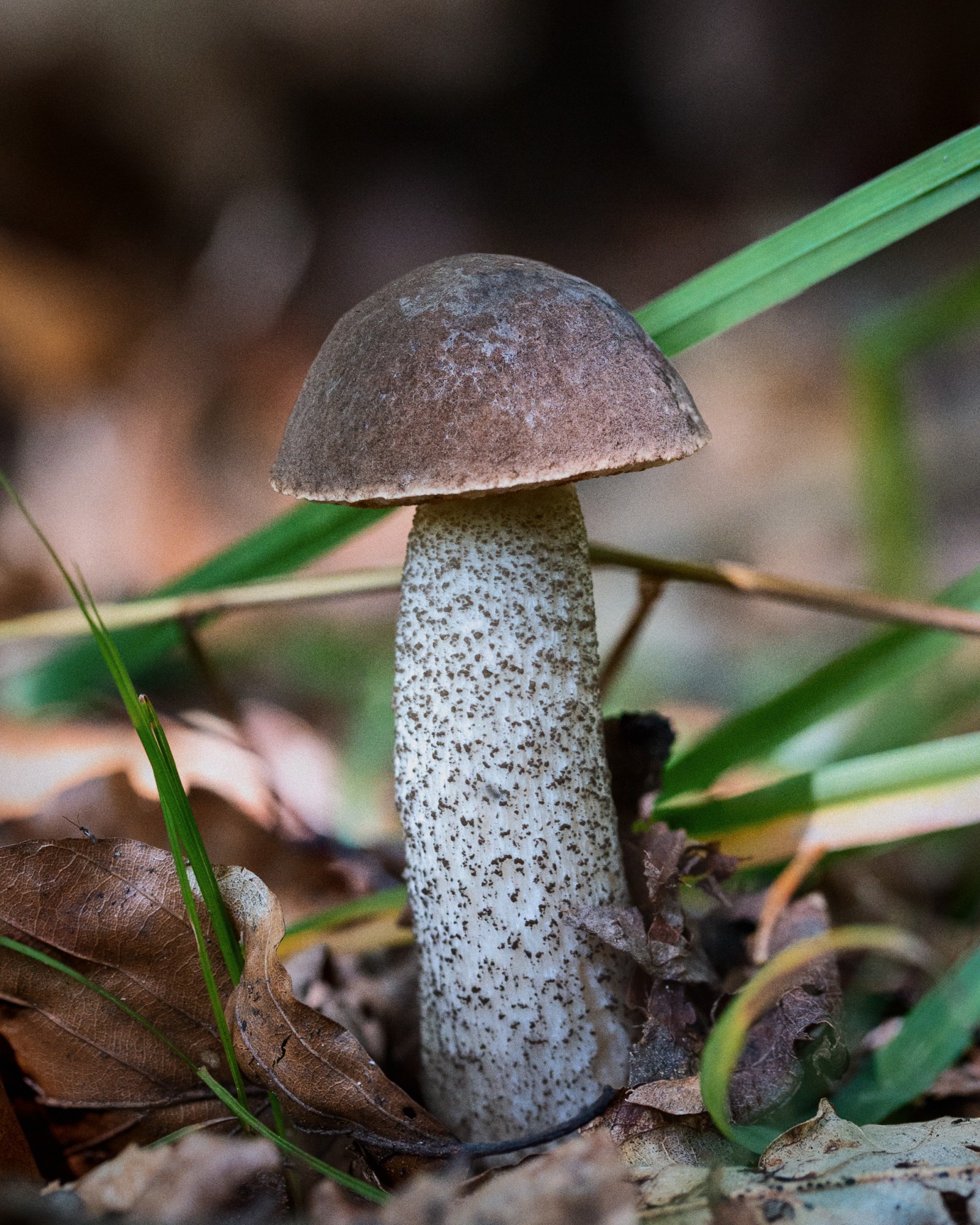 Leccinum scabrum