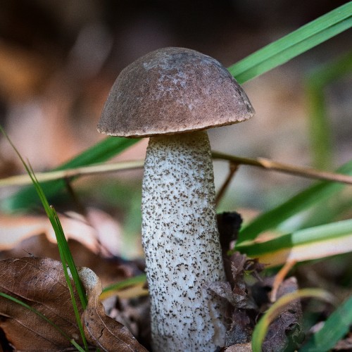 Leccinum scabrum
