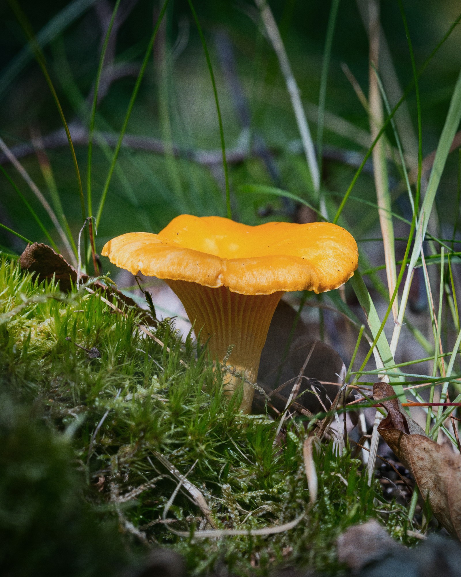 Cantharellus cibarius