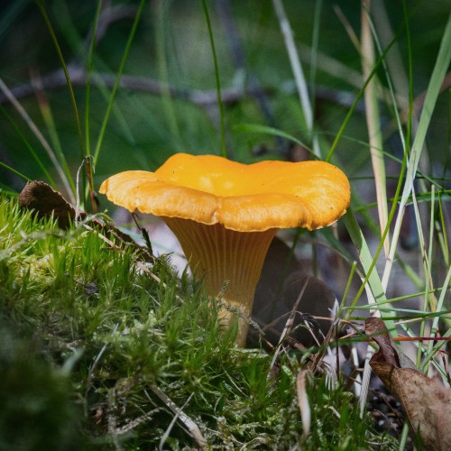 Cantharellus cibarius