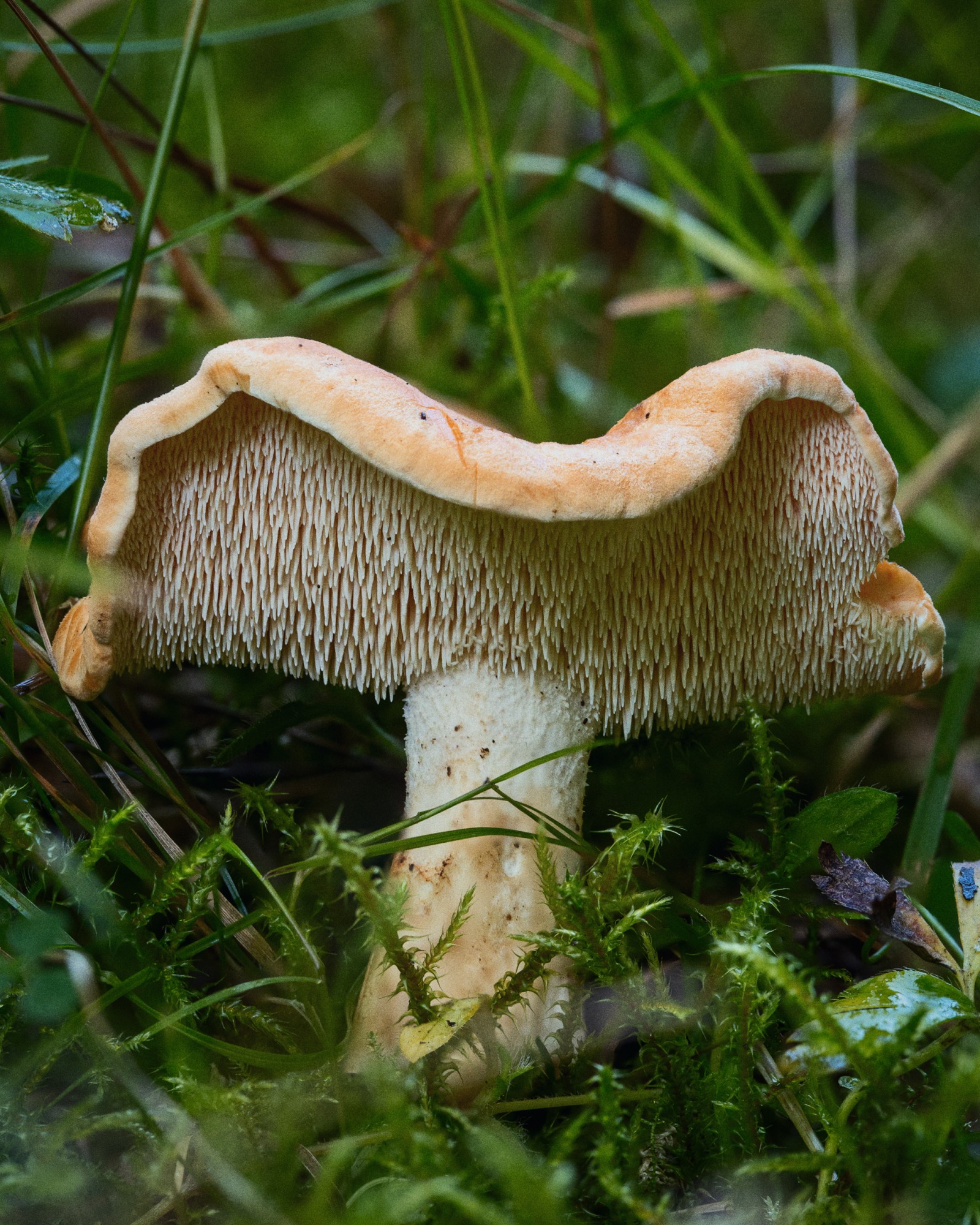Hydnum rufescens