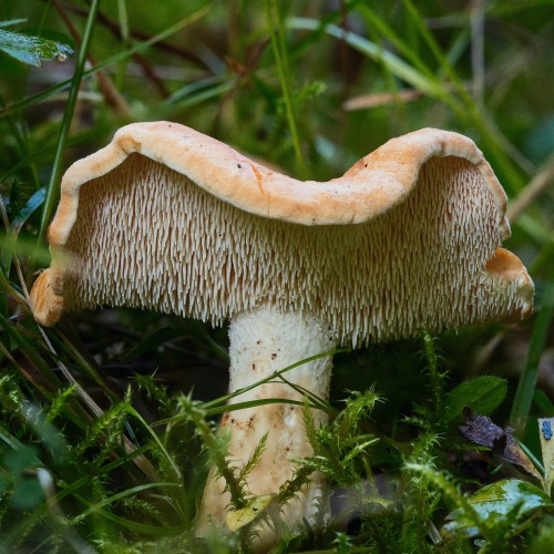 Hydnum rufescens