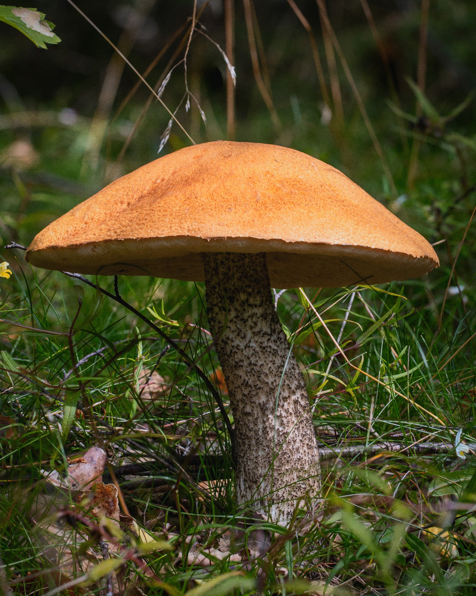 Leccinum versipelle
