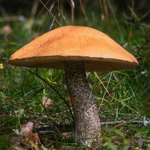 Leccinum versipelle