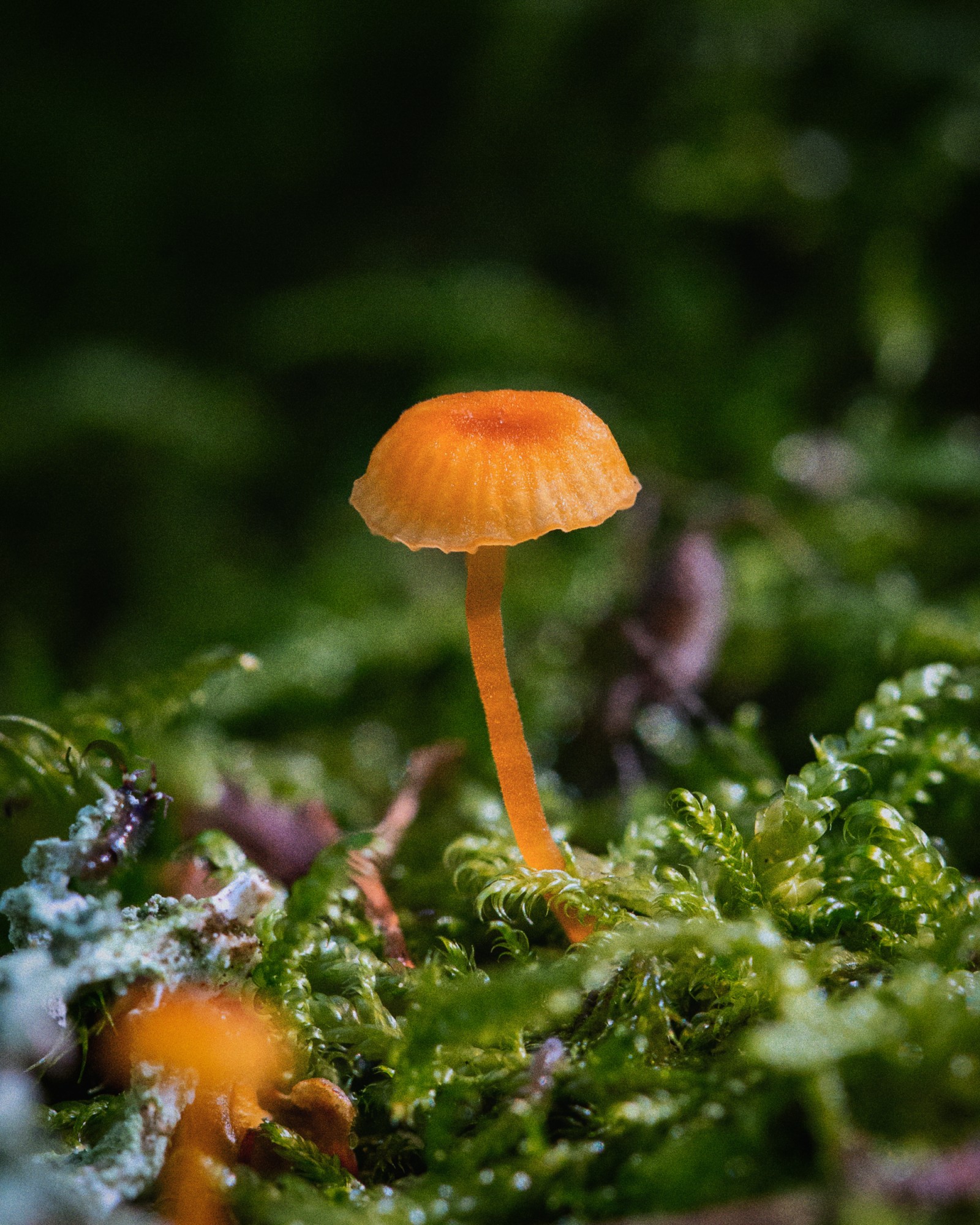 Rickenella fibula