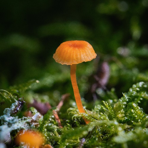 Rickenella fibula