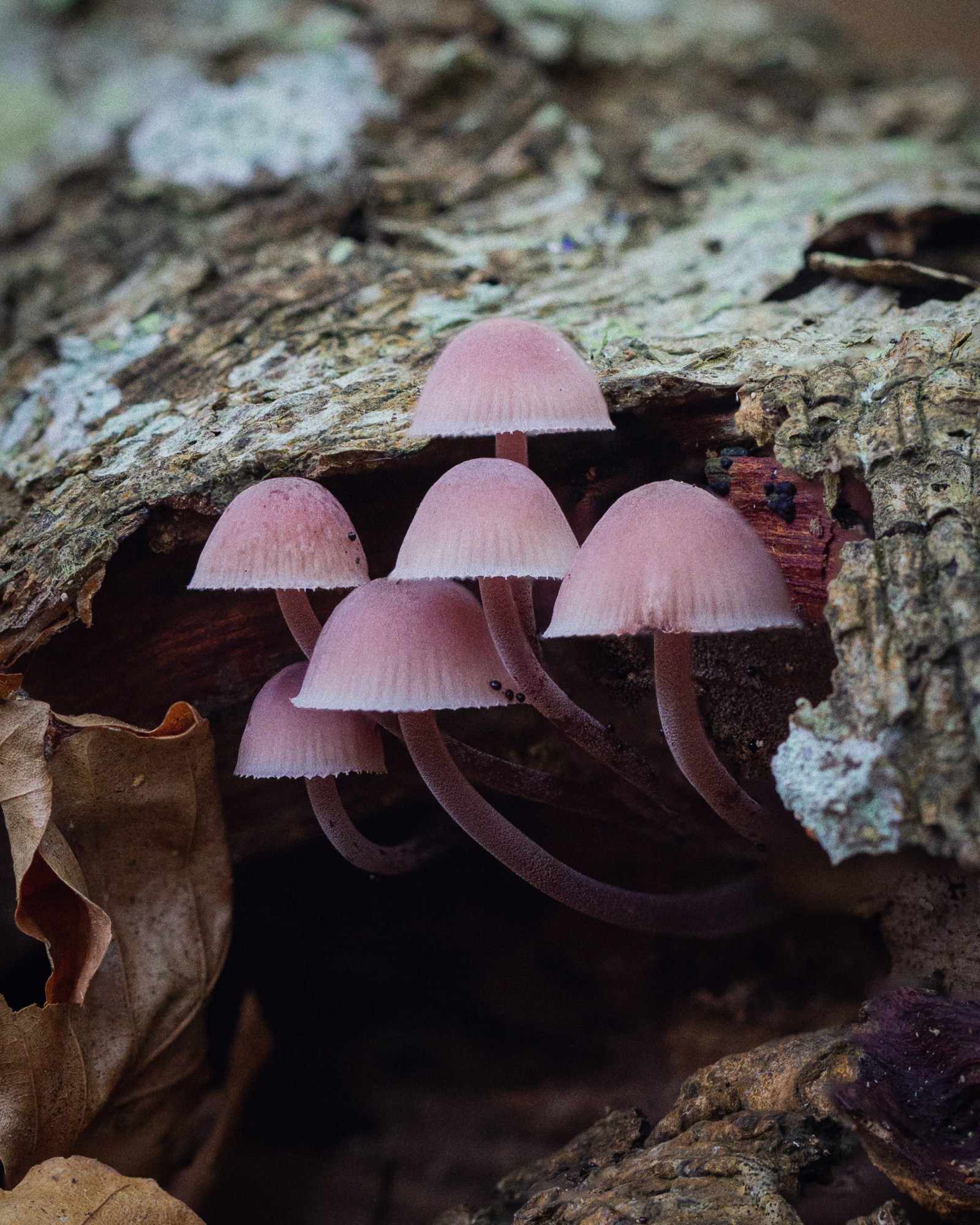 Mycena haematopus