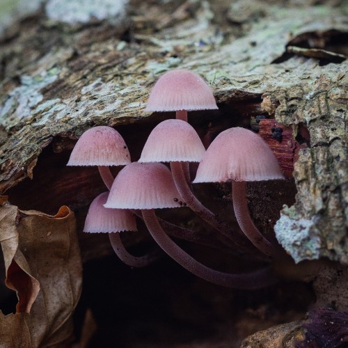 Mycena haematopus