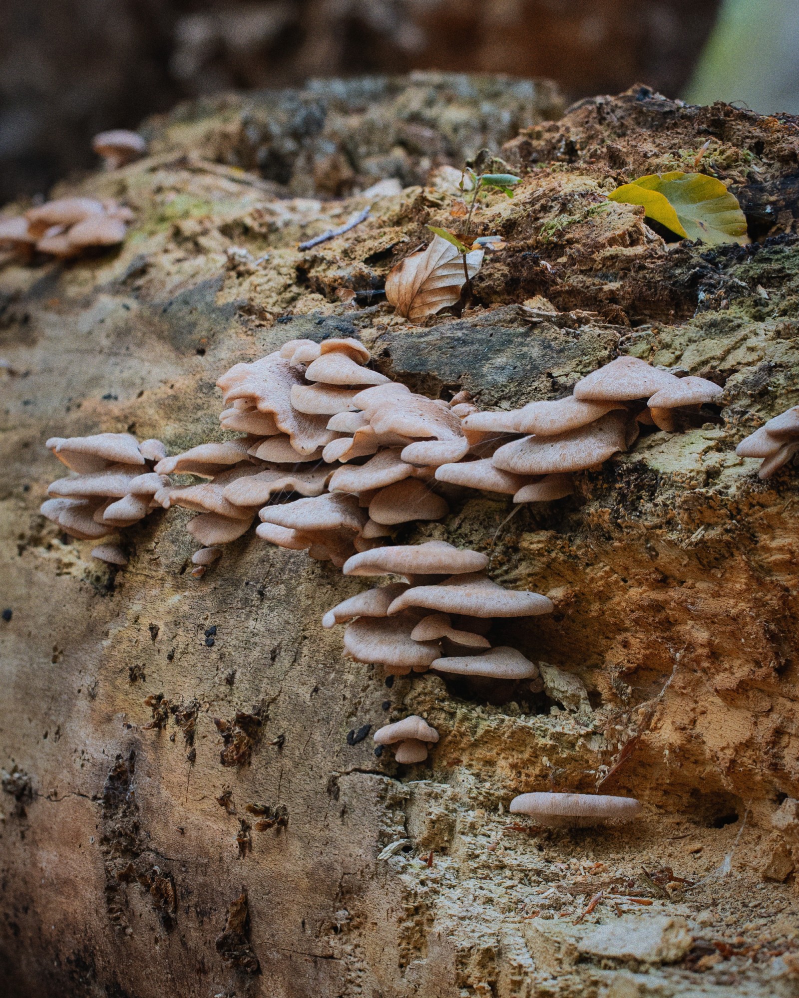 Panellus stipticus