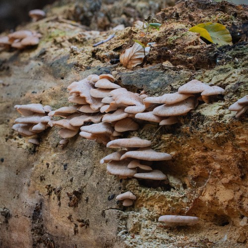 Panellus stipticus