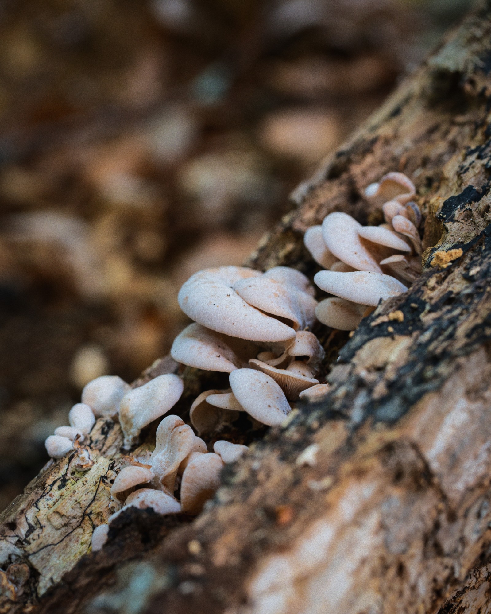 Panellus stipticus