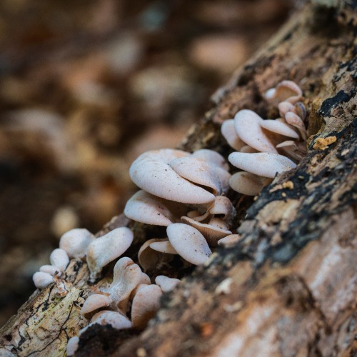 Panellus stipticus