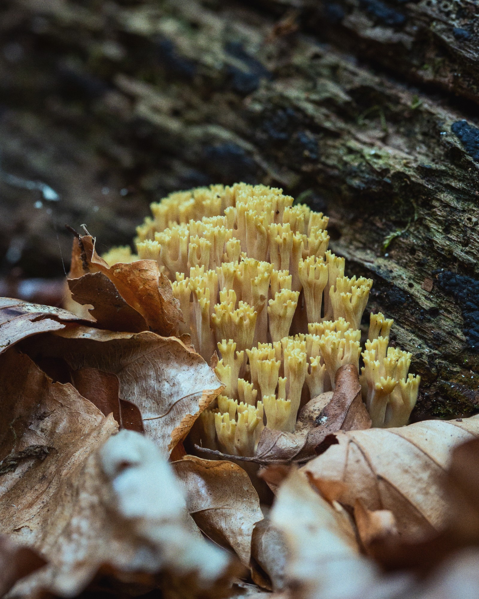 Ramaria sp.
