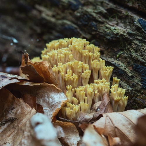 Ramaria sp.