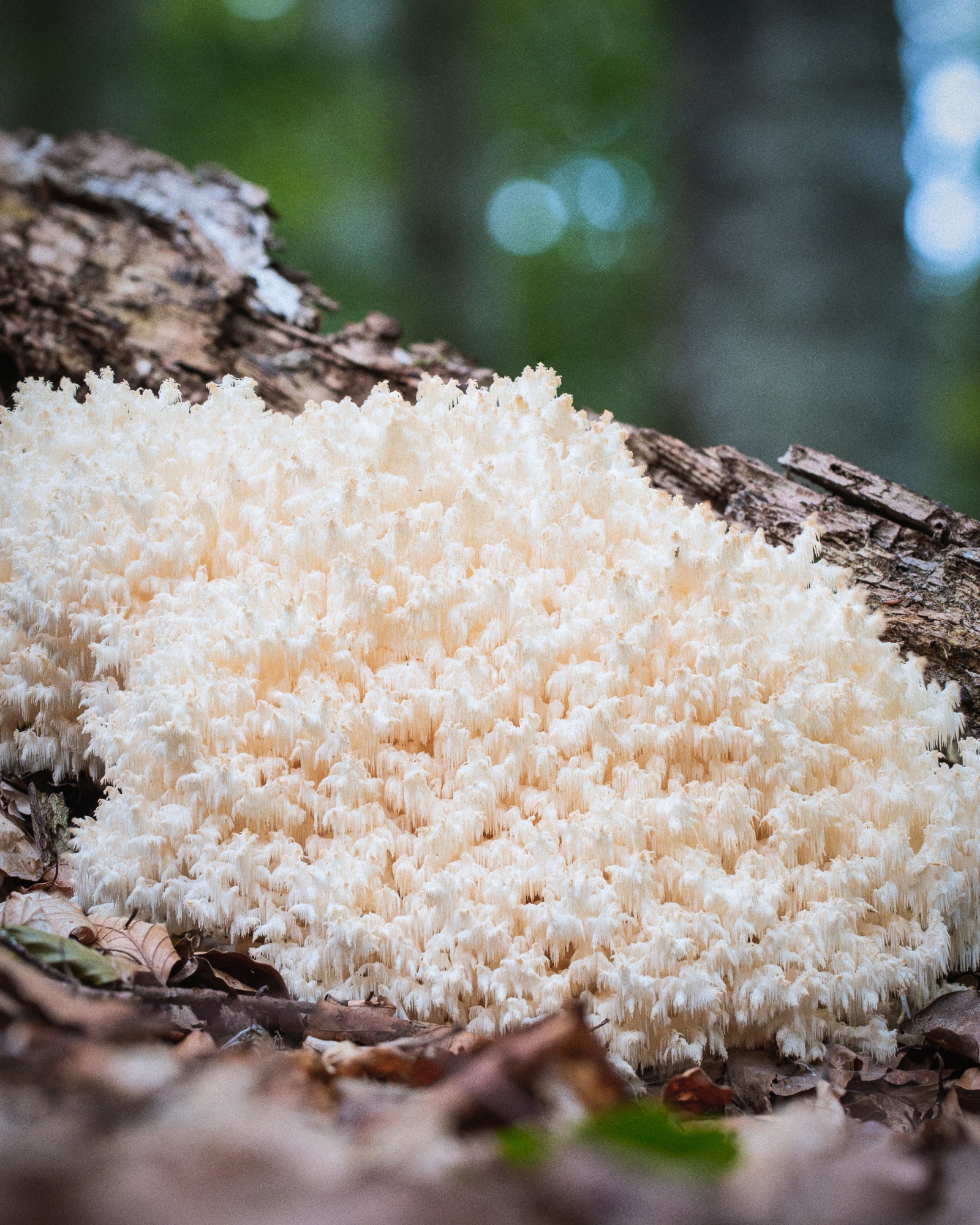 Hericium coralloides