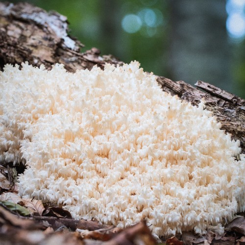Hericium coralloides