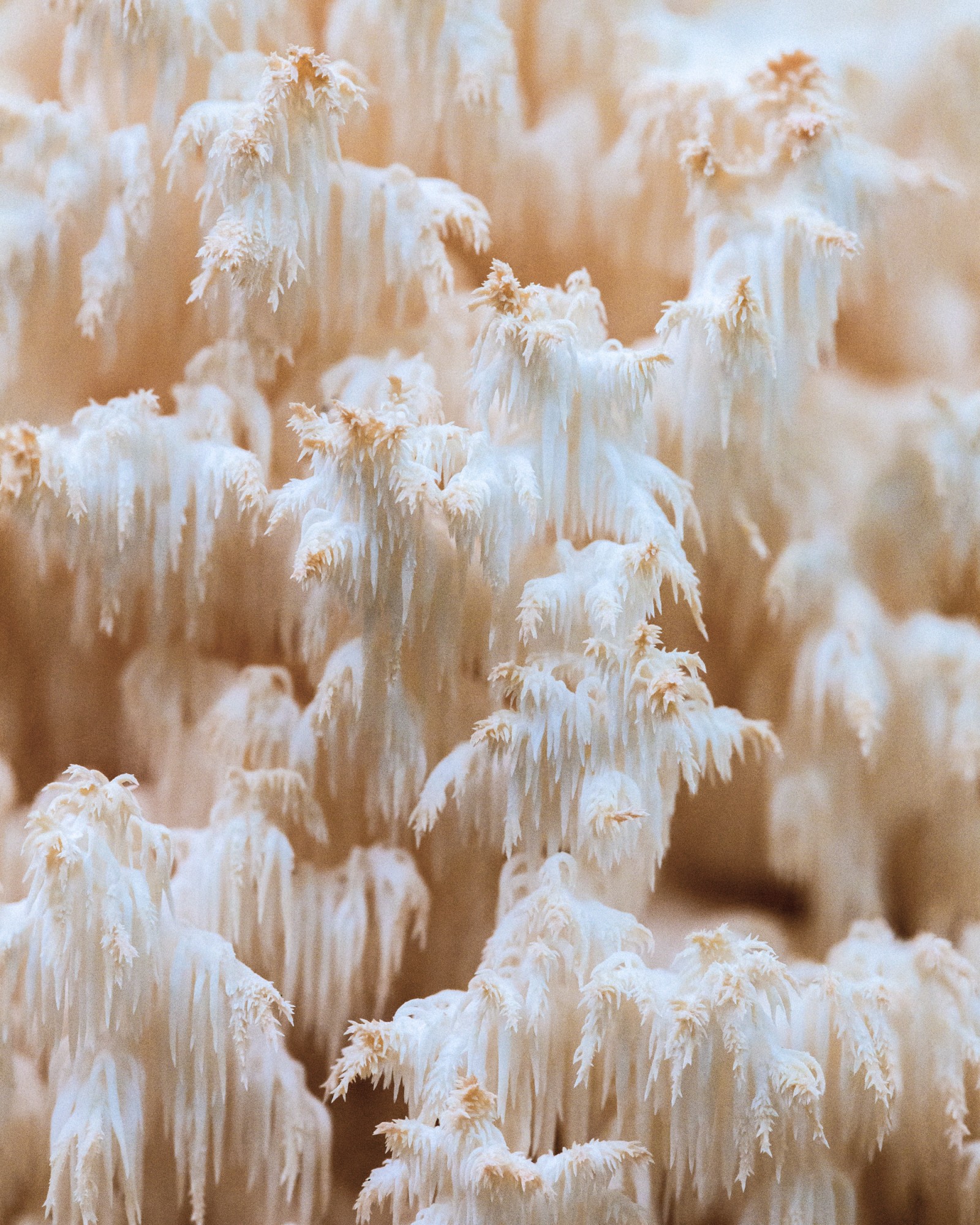 Hericium coralloides