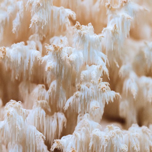 Hericium coralloides