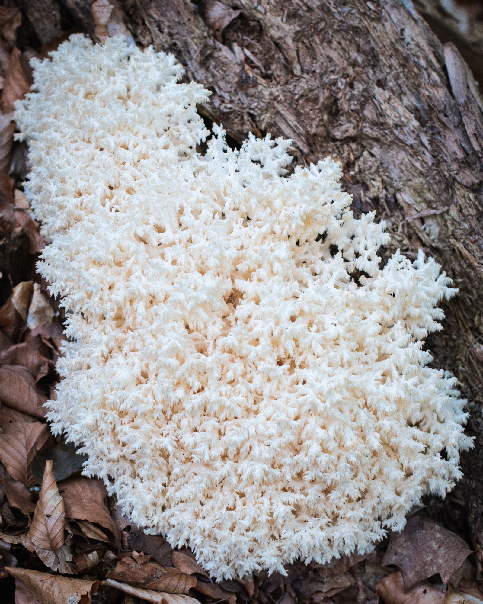 Hericium coralloides