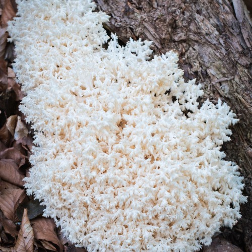 Hericium coralloides