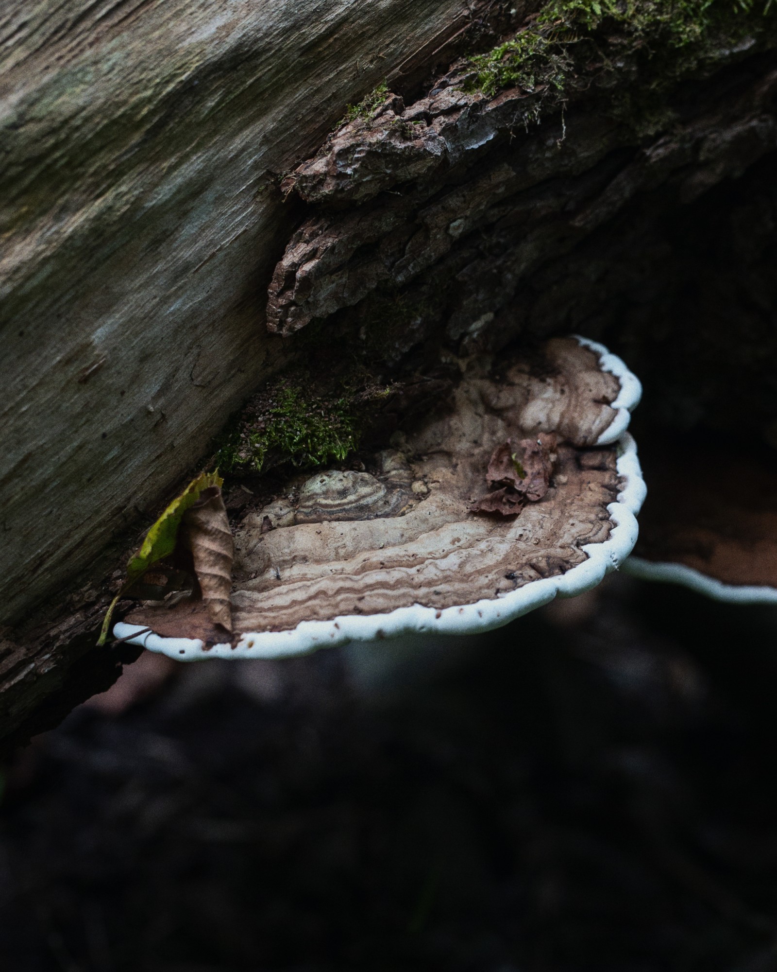 Ganoderma applanatum