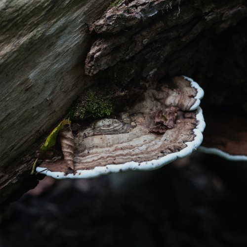Ganoderma applanatum