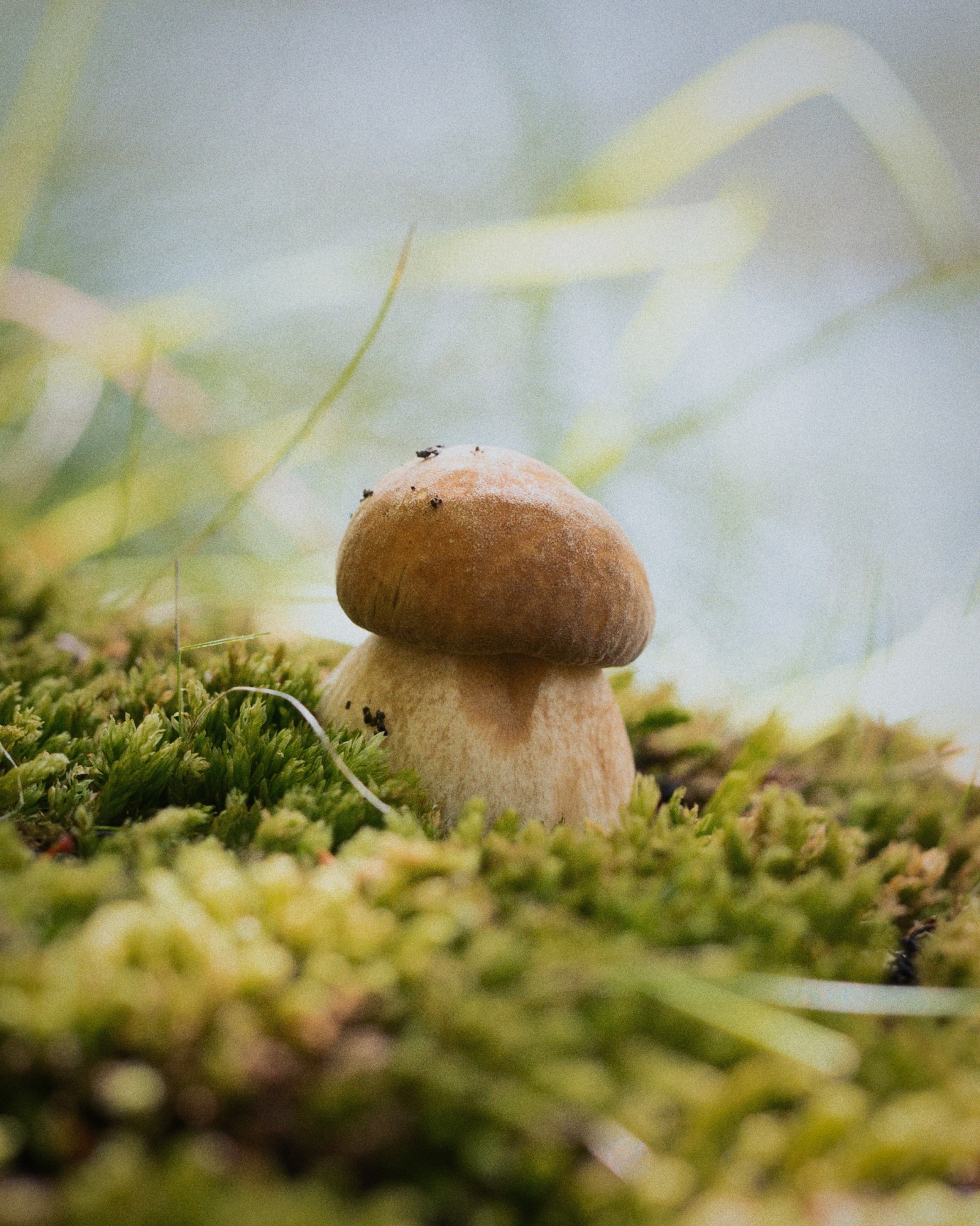 Boletus edulis