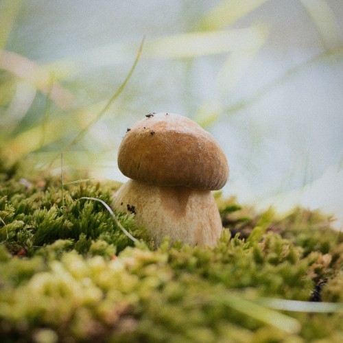 Boletus edulis