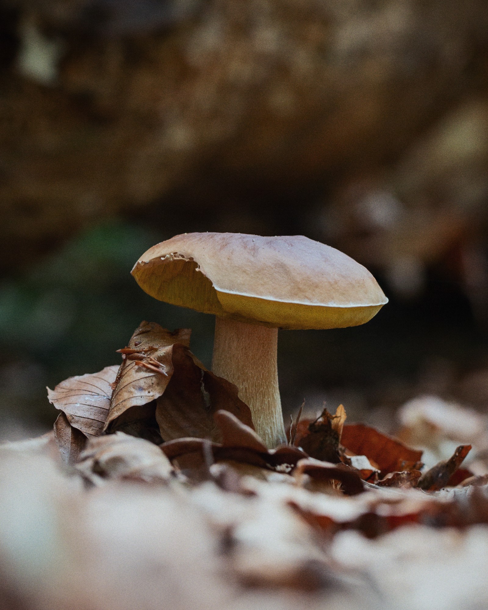 Boletus edulis