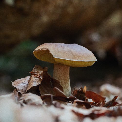 Boletus edulis