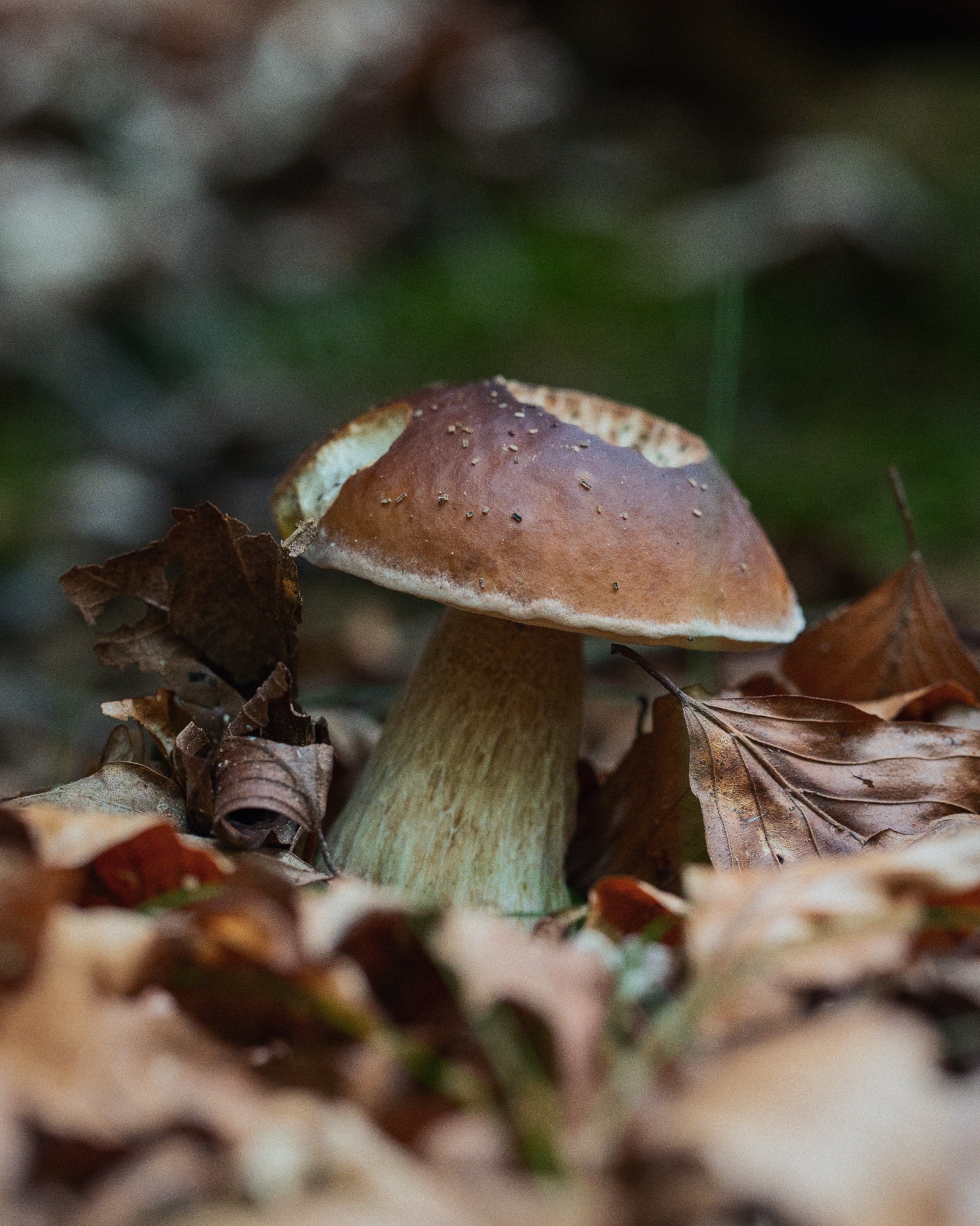Boletus edulis