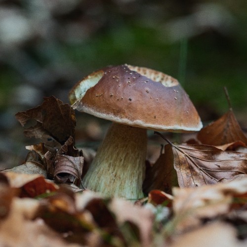 Boletus edulis