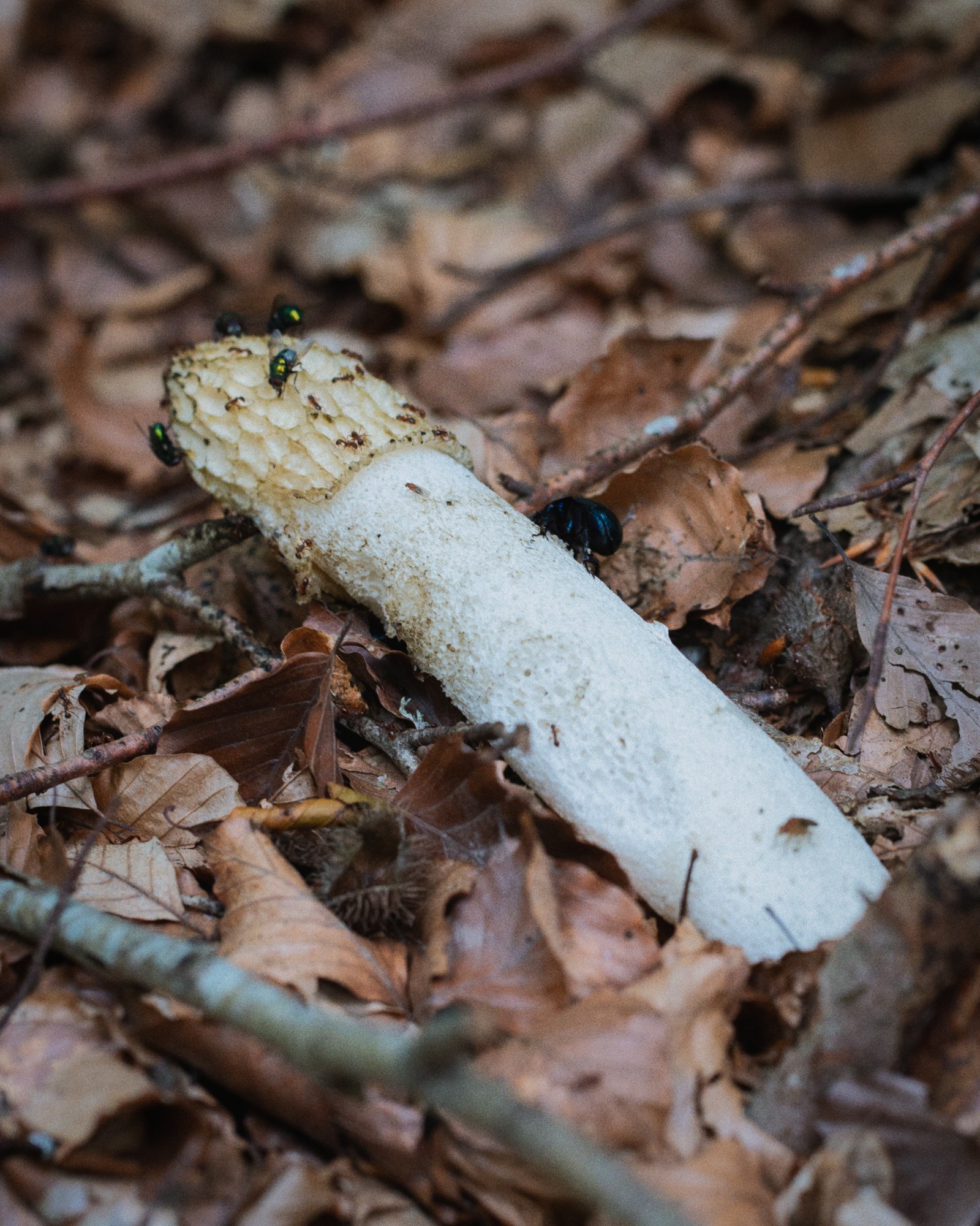Phallus impudicus