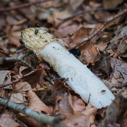 Phallus impudicus
