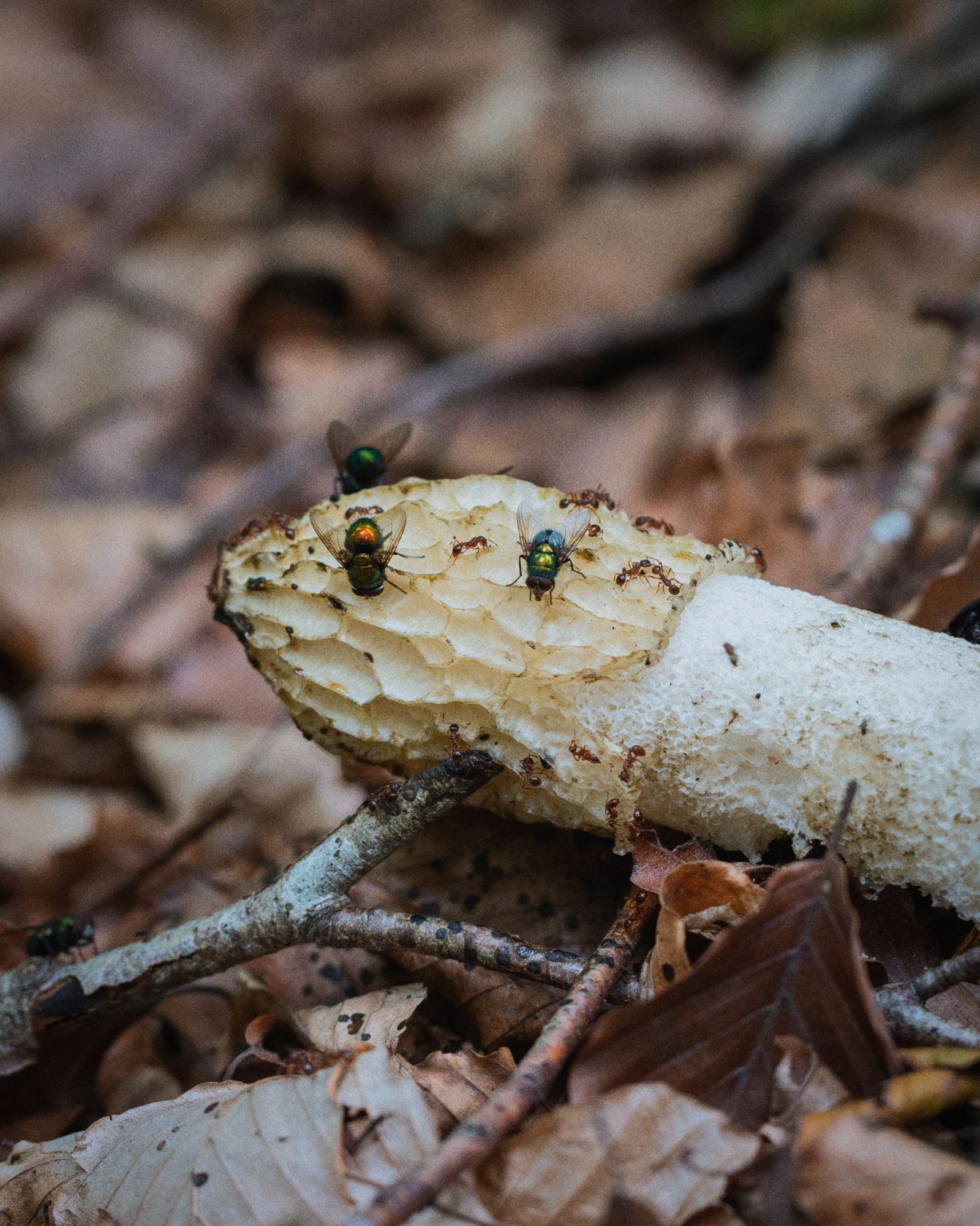 Phallus impudicus