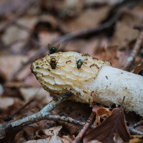Phallus impudicus