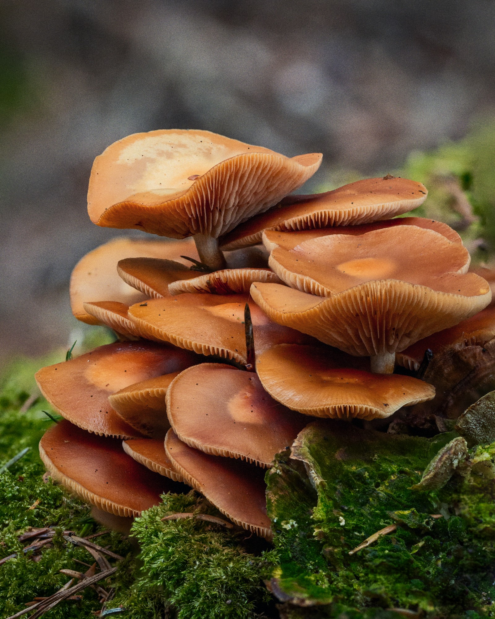 Kuehneromyces mutabilis
