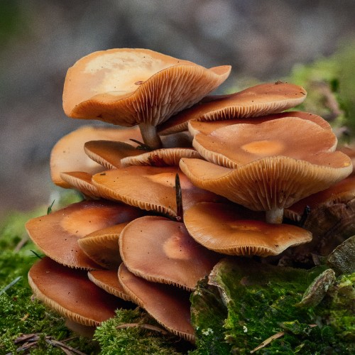 Kuehneromyces mutabilis