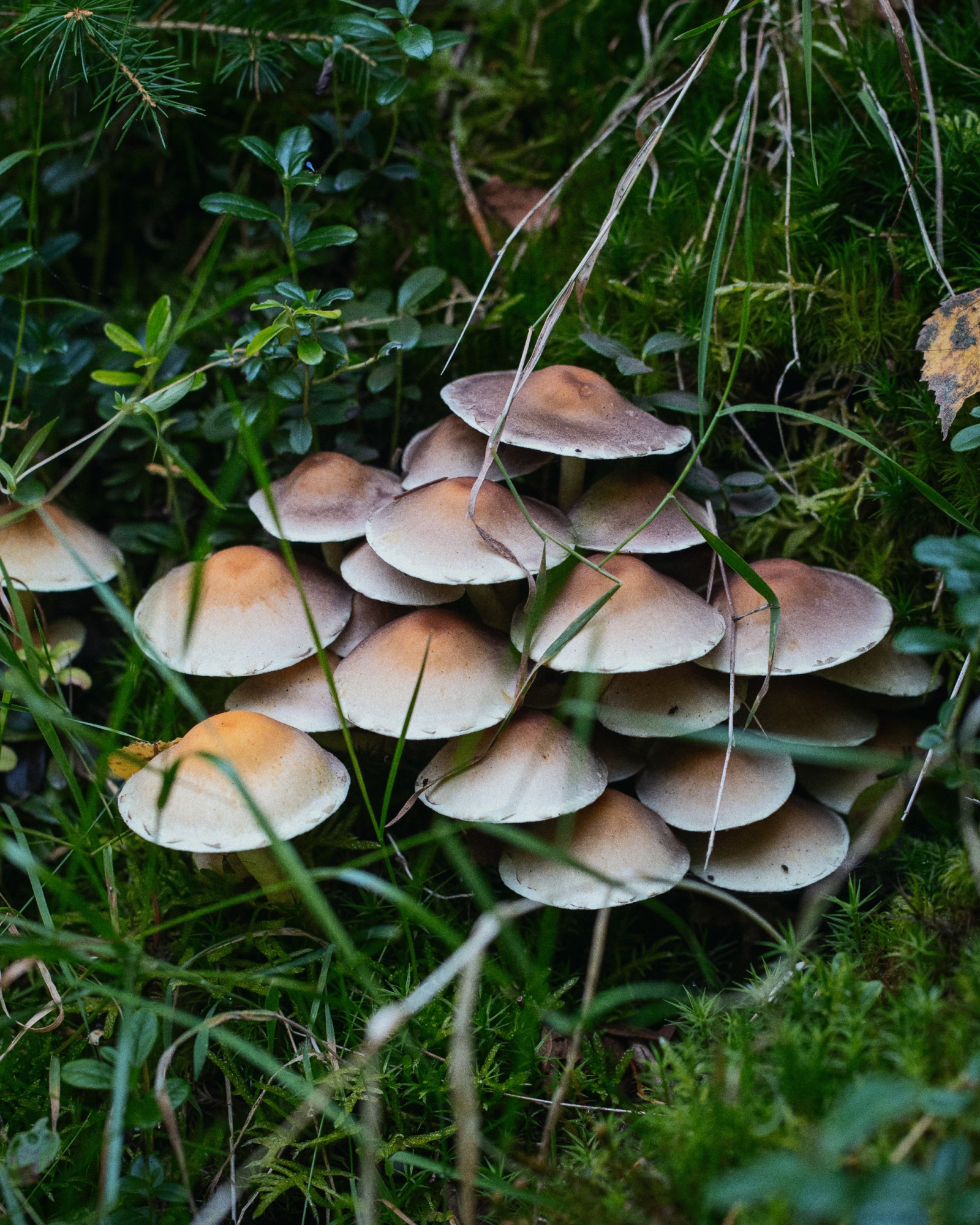 Hypholoma fasciculare