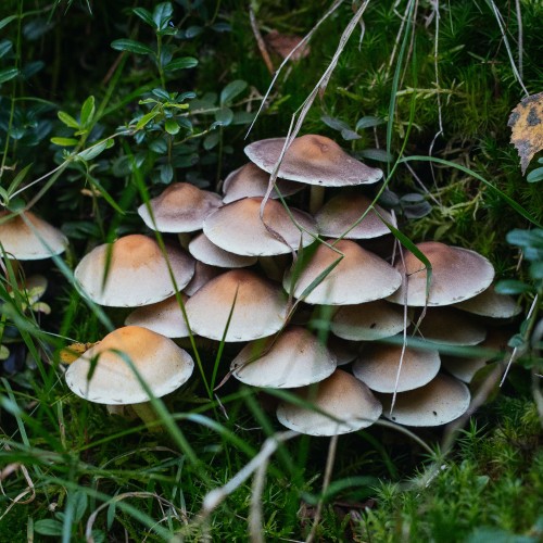 Hypholoma fasciculare