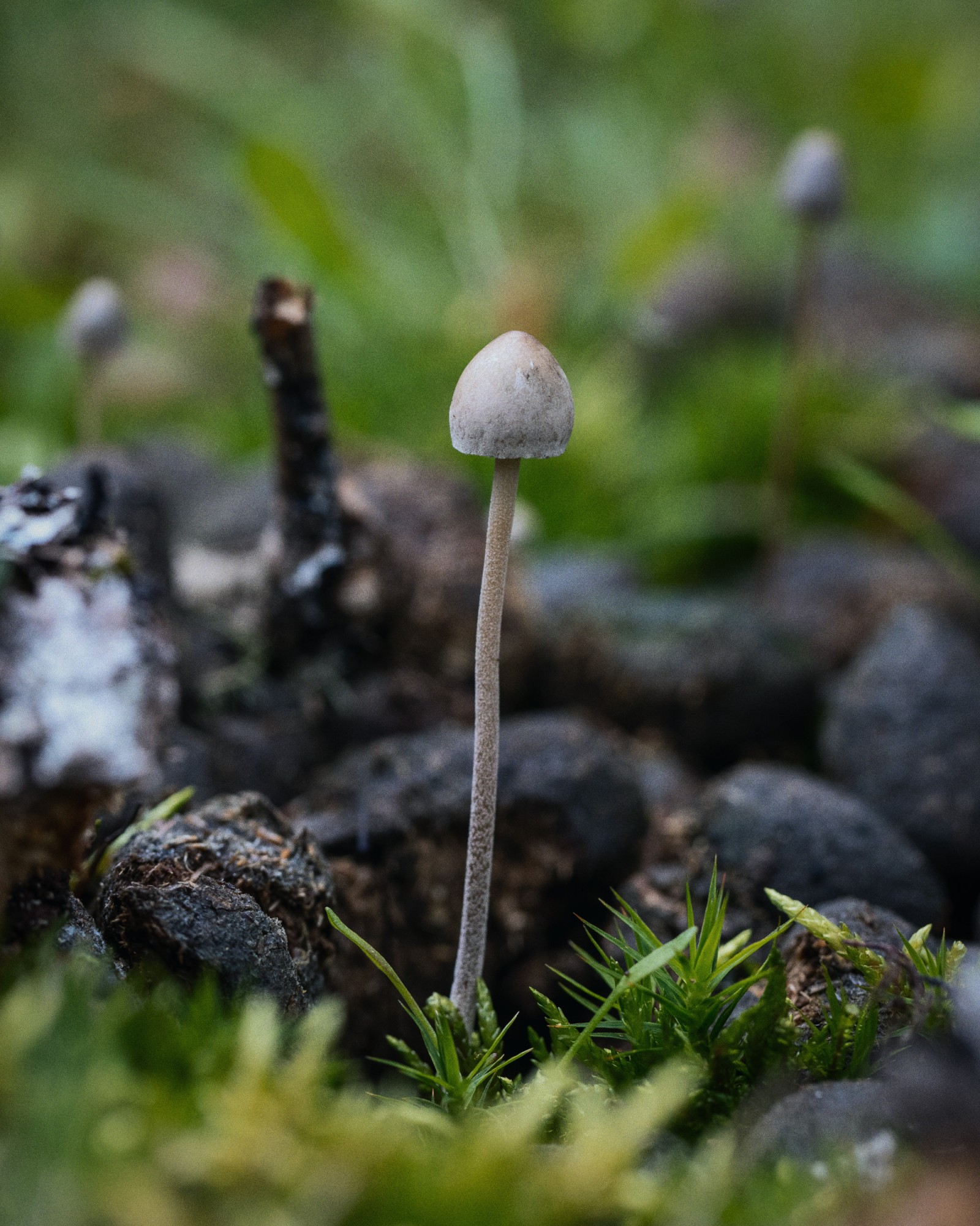 Panaeolus papilionaceus