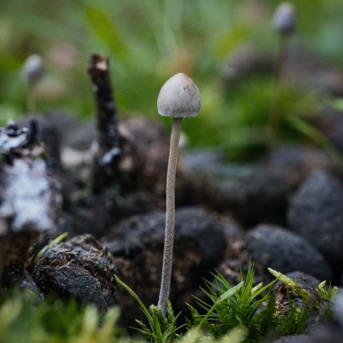 Panaeolus papilionaceus