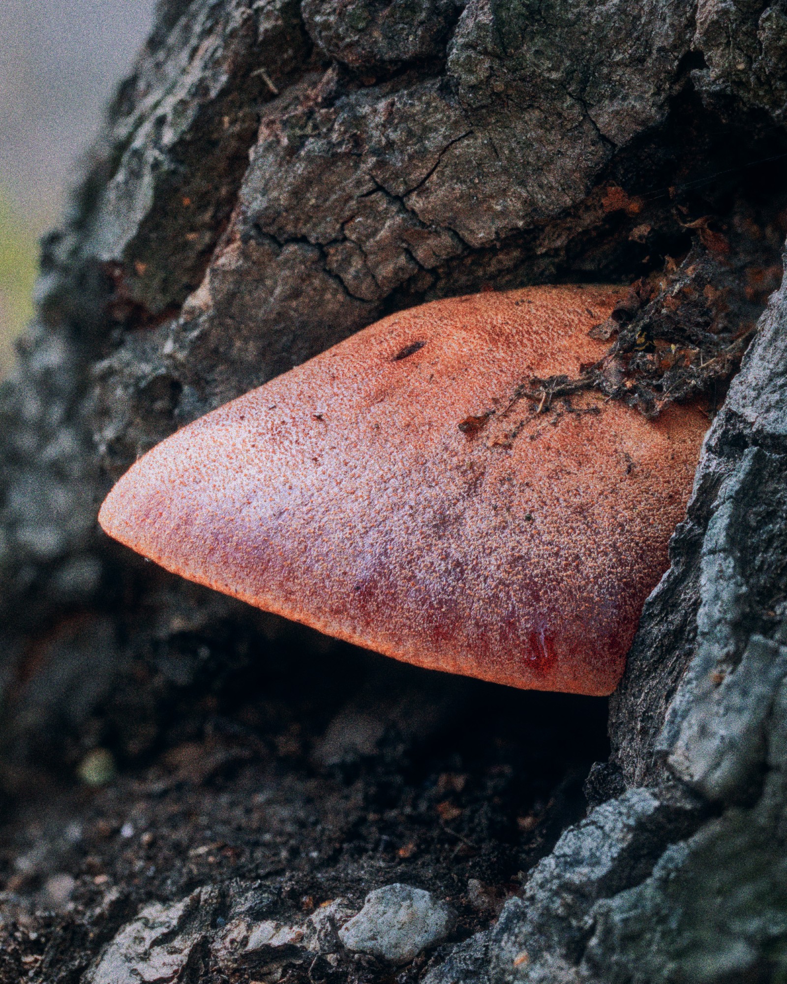 Fistulina hepatica