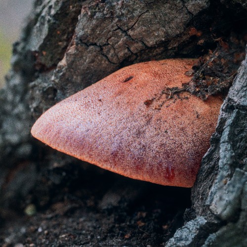 Fistulina hepatica