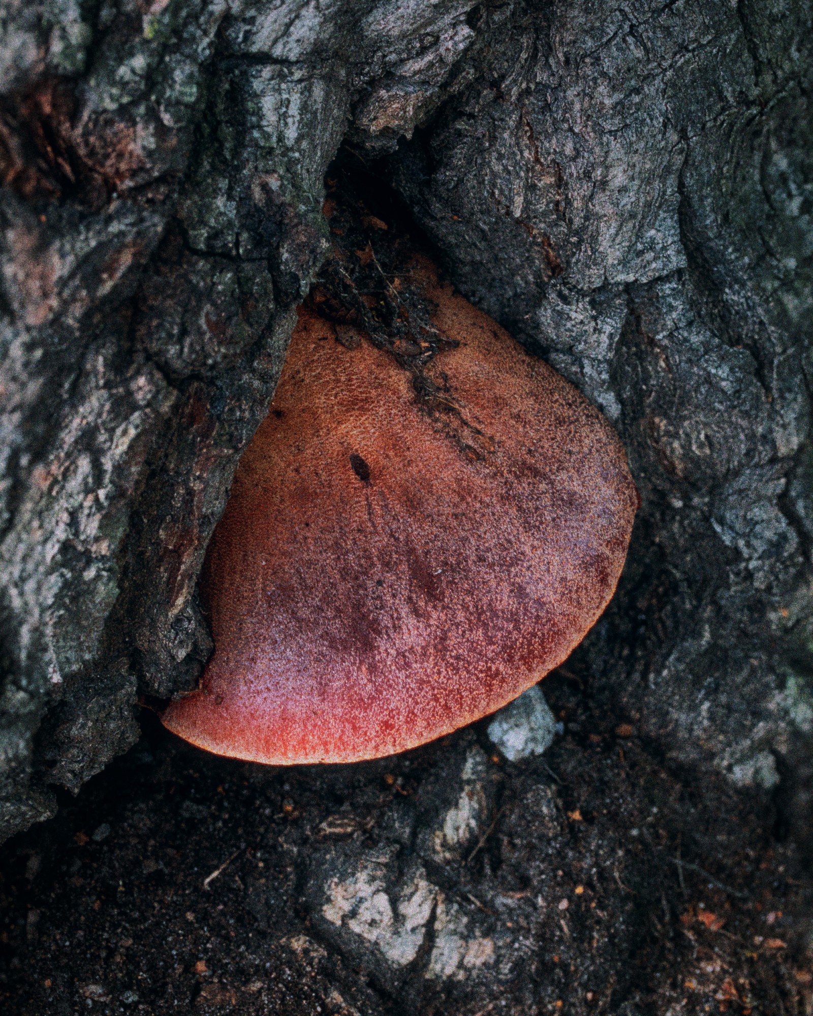 Fistulina hepatica