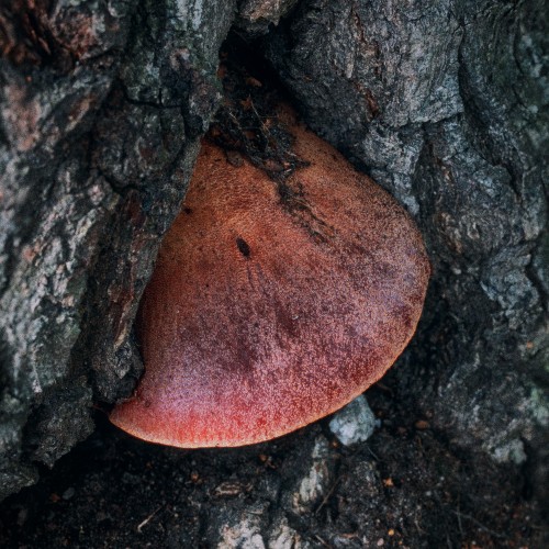 Fistulina hepatica