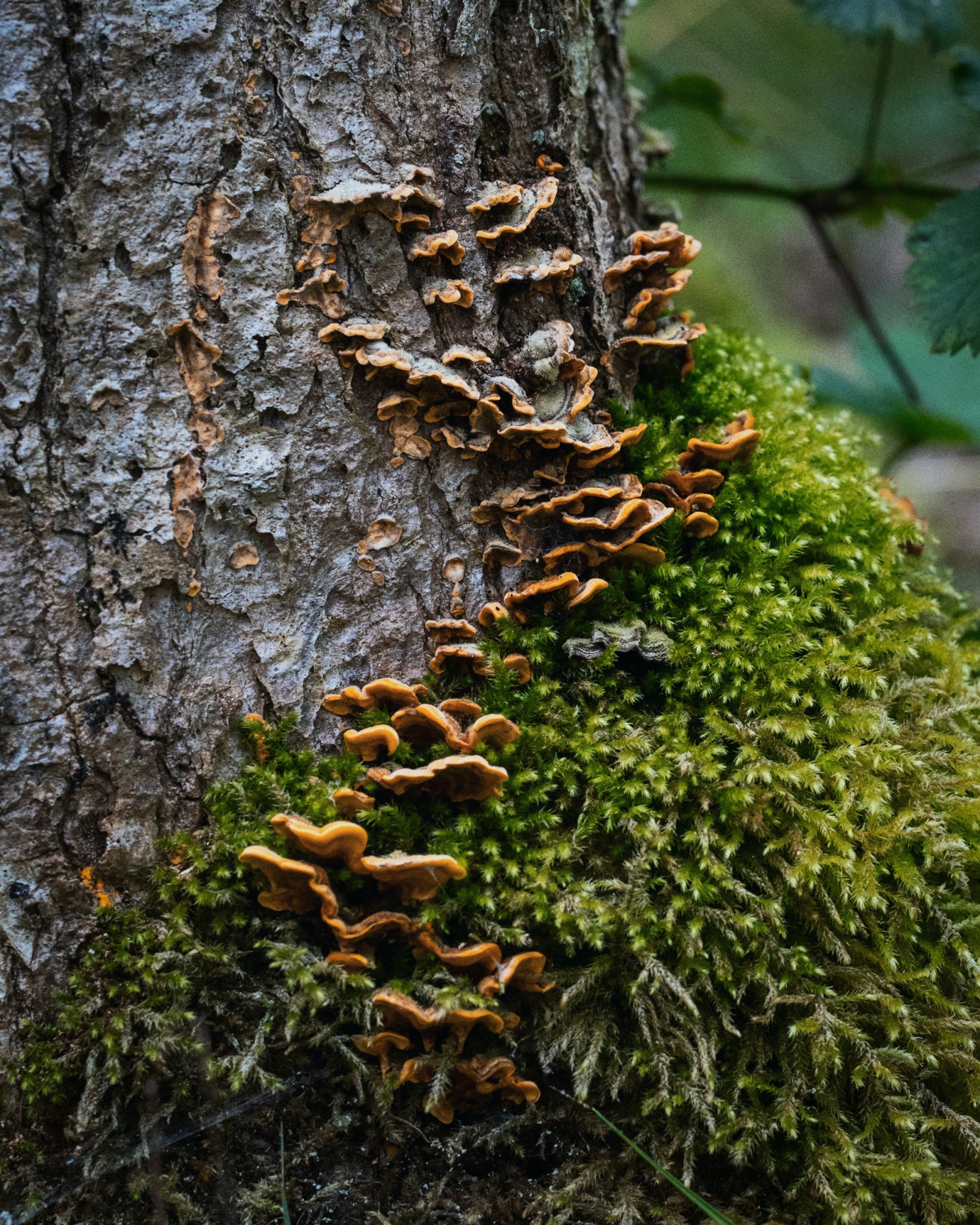 Stereum hirsutum