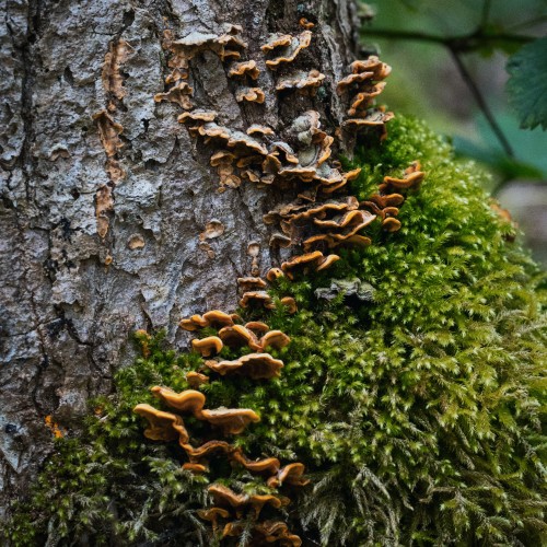 Stereum hirsutum